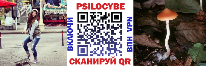 omg зеркало  площадка состав  Чкаловск  Псилоцибиновые грибы Psilocybe  даркнет сайт 